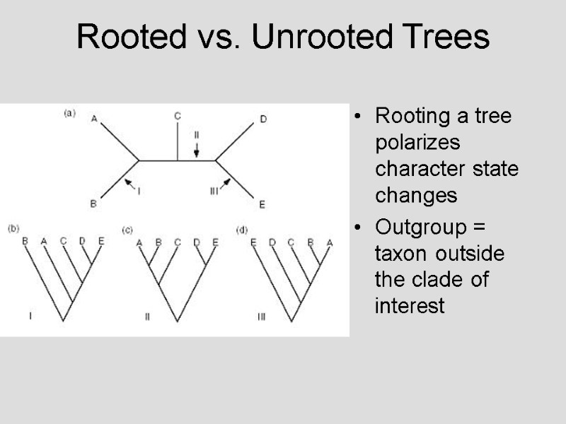 Rooted vs. Unrooted Trees Rooting a tree polarizes character state changes Outgroup = taxon